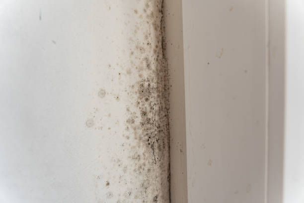 Best Mold Documentation for Insurance Claims  in Caon City, CO